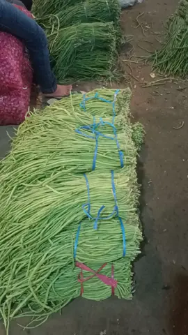 #ttp #fypシ゚viral #lagi panen raya kacang panjang lemah bossku##gaskeunlah ##