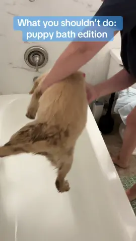 Bath time should not be a shared experience! #muddypuppy #muddydog #dogbath #goldenretrieverlife #cutegoldenretriever 