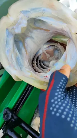GRATIDÃO TOTAL🙏🏽🙏🏽🙏🏽🙏🏽 #pesca #pescaria #pescadecaiaque #caiaqueiron #caiaqueiro #buzios #buziosrj #peixenalinha #robalonocamaraoartificial #robalao #robalo #robaloflecha #snook #fish #peixe #fishing #fisherman #fishinglife #Lifestyle #vidadepescador #vidadecaiaqueiro #estilodevida #reels #criadordeconteudo 