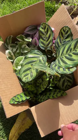 House Plant bundle boxes are in stock #monstera #calathea #plants 