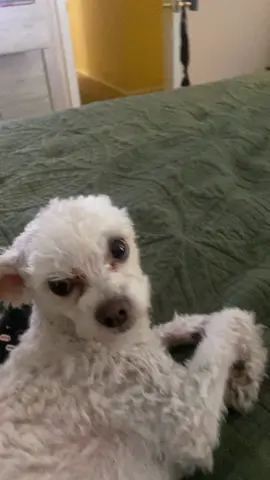Who wants to hire him? He needs to earn a paycheck #dogsoftiktok #funny #influencer #dog #poodle #adoptdontshop #stray #broke 