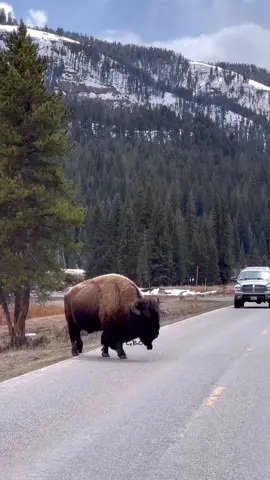 Wide load - and I’m not talking about the diesel pickup!  www.GoodBullGuided.com  #Photography #wildlife #nature #wyoming #goodbull #bison #buffalo #yellowstone 