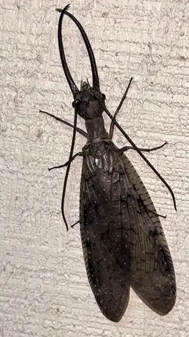 👽Corydalus〰️Eastern Dobsonfly👽 #nature #bug #oogyboogy #halloween #comedia #cute #TimBurton 