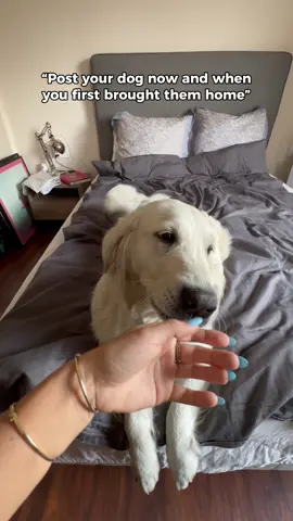 Luna 🥹 #dogsoftiktok 