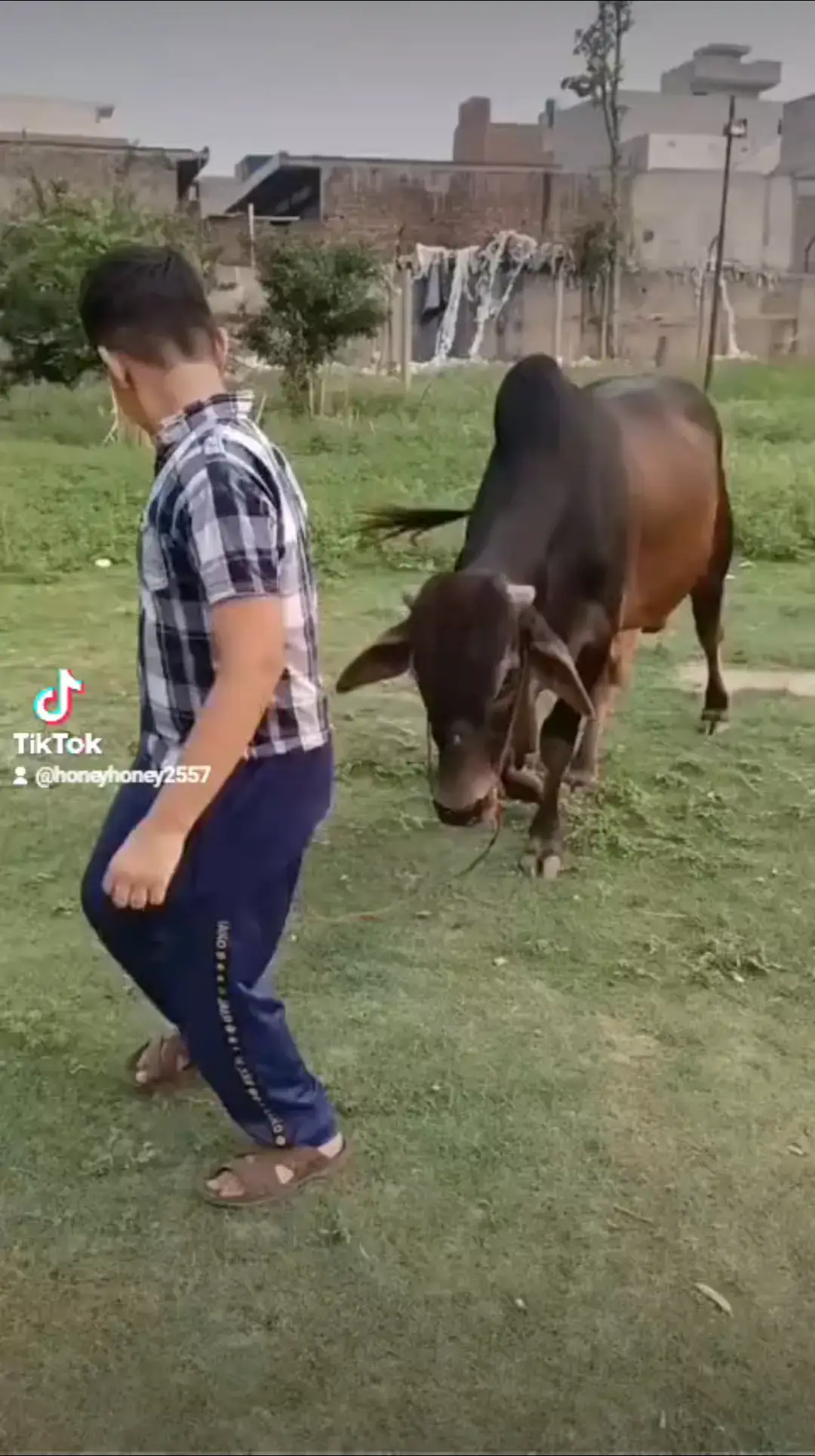 2022 qurbani  2023 qurbani 2024qurbani sab Ki yad arahi h 😭💔💔💔😭😭😭😭😪