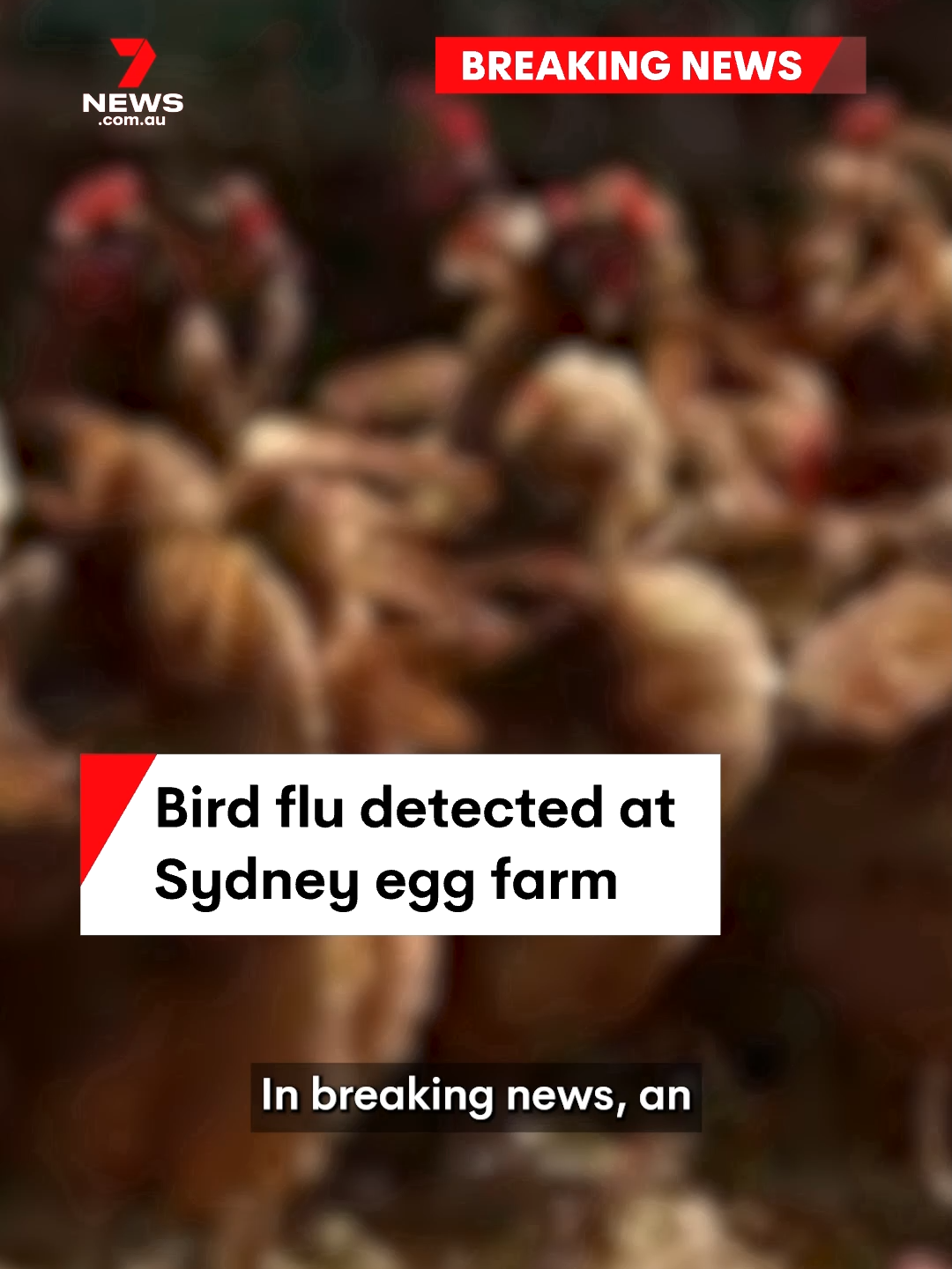 An egg farm in in Sydney's Hawkesbury region has been put on lockdown after the highly contagious bird flu was detected. #birdflu #Hawkesbury #7NEWS