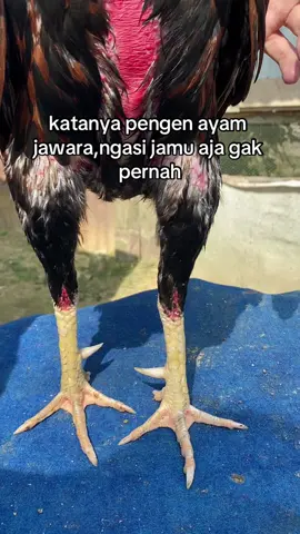 manfaat jamu,ayam sehat,menjadikan otot,stamina full,anti capek,gk cengeng di pukul lawan,CO di keranjang klo pengen