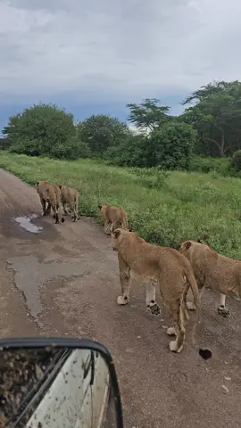 Welcome to Kenya, a lion country #africanbushexplorers  . . #lion #kenya #safari #africa #wildlife #masaimara #wildlifephotography #nature #travel #animals #naturephotography #wild #natgeo #photography #bigcats #lions #lioness #bigcat #photooftheday #maasaimara #lionking #travelphotography #natgeowild #wildlifeplanet #animal #picoftheday #instagood #adventure #canon #elephant 