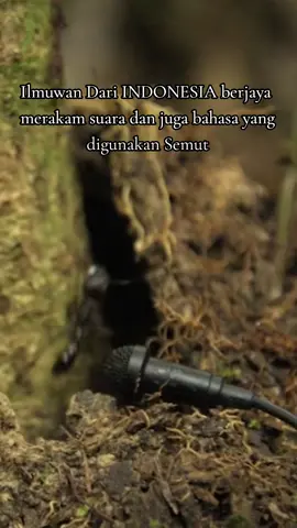 Ilmuwan dari Indonesia berjaya merakam suara dan bahasa yang digunakan Semut #ghufron #mamaghufron #bahasasuryani #lucu #fyp #viral 