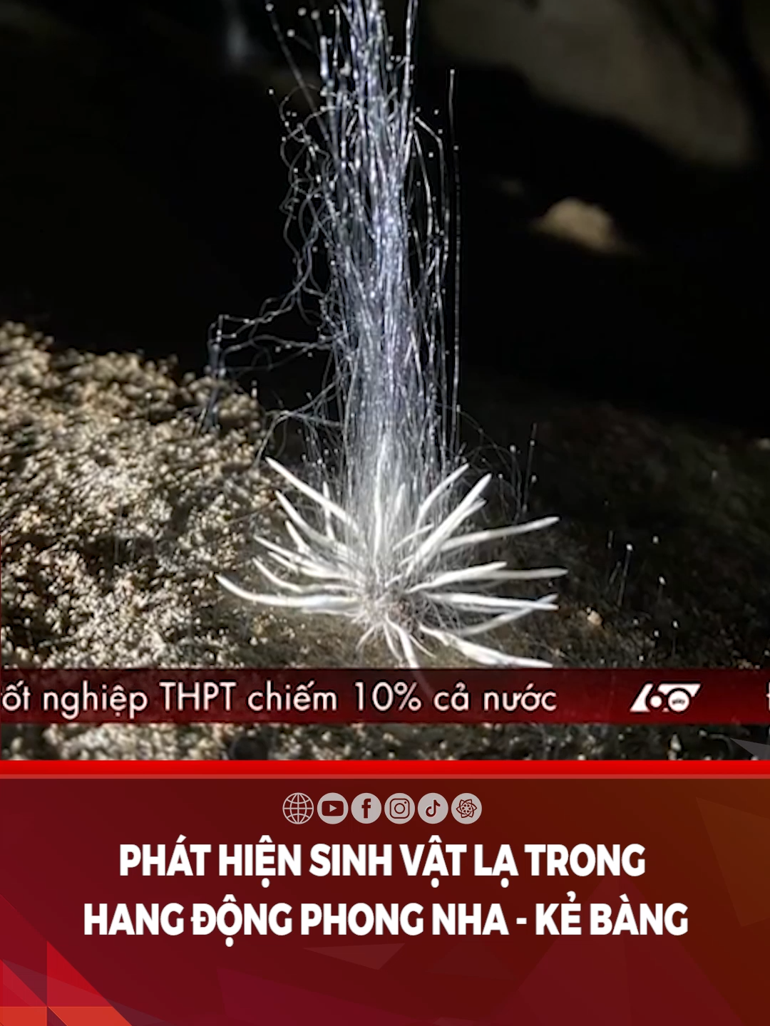 Phát hiện sinh vật lạ trong hang động Phong Nha - Kẻ Bàng #HTV #HTVTintuc #HTVnewZ #HTVC #HTVCnews #HTVCtintuc #tiktoknews #tinnong