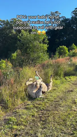 We went to go pick some oranges, thankfully he rolled before we got to the tree 😂 #horse #cutehorse #funnyhorse #palomino #australia #packhorse 