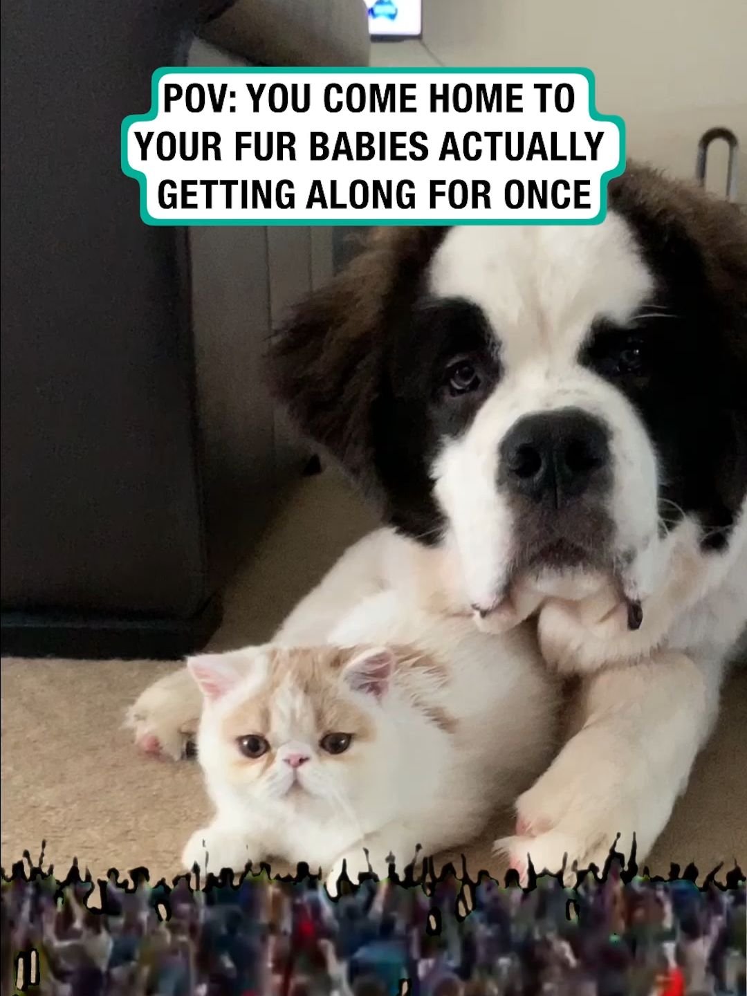 Why don't they get on like this all the time?! 🤦‍♀️ 🤣 🎥: mrteddyandco via ViralHog #furrytails #cat #catsoftiktok #dog #dogsoftiktok #besties #funny #pov