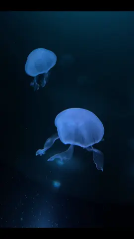 海月 #jellyfish 