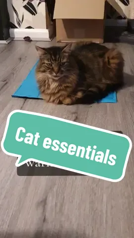 Cat essentials for warm weather #kitandbubs  #coolingmat  #magiccoolingmagicnowid  #cooling  #mat  #petsupplies  #petessentials  #essentials  #pet  #fyp  #viral  #trending  #foryou  #cat  #dog  #cutebaby  #catcooling  #heatwave  #2024 