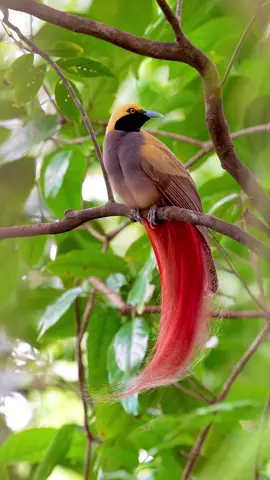 One of the Unique  Bird. The Bird of Paradise, known as 'The Kumul,' is the national animal of Papua New Guinea! 🇵🇬 Original video source: @dustinchen0728   #BirdOfParadise #TheKumul  #PapuaNewGuinea #Travel #ExplorePNG #pngtiktok🇵🇬  #promotetourism #PromotePNG 
