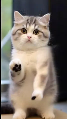 #cat #dance #cute #petdance 