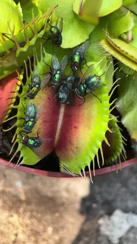 How many did this bug eater plant catch?