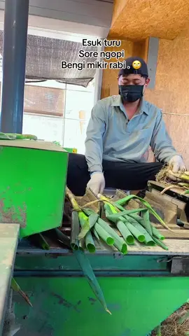 Umur sak mene arep mikir opo meneh . #ibaraki #japan #kulijepang🇯🇵 #pertanian #nougyoujepang #sragen24jam #fypシ #fypppppppppp 