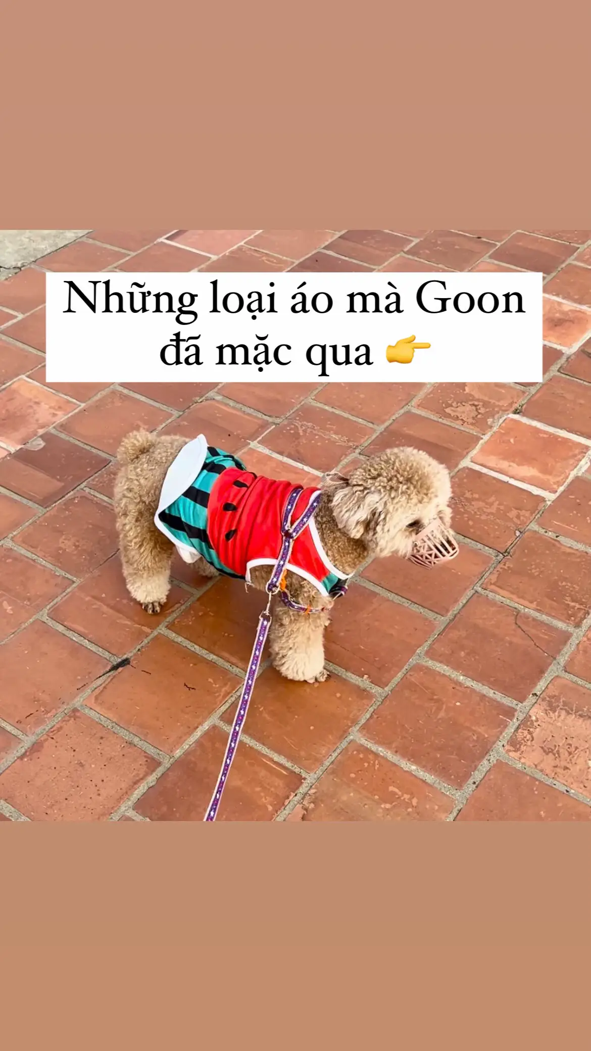 Những loại áo mà Goon đã mặc qua #xuhuong #poodle #trending #goonday #tiktok #thucung #fyp #cunyeu 