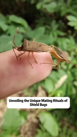 Unveiling the Unique Mating Rituals of Shield Bugs Description: Dive into the fascinating world of shield bugs, Acanthosomatidae, as we explore their unique mating behaviors. Unlike other insects where typically the male mounts the female's back, shield bugs engage in a rare back-to-back mating position. This distinct method poses a challenge during emergencies as they cannot flee simultaneously, highlighting a unique survival trade-off in their mating strategy. In this video, we observe a couple deeply involved in their mating process. The size difference between the sexes is stark, with the female being noticeably larger than the male, a common trait in the insect world. This prolonged mating session provides us with a rare opportunity to witness and document their natural behavior in real-time. We also compare this with the mating strategies of other insects like grasshoppers and flies, which are designed for quick escapes when threatened. Our curiosity brings us to a point where we ponder whether to intervene in nature's course. Join us as we continue to explore and share more intriguing insights from the natural world. What are your thoughts on these unique mating rituals? Should we ever intervene? Hashtags: #ShieldBugs #Nature #NatureLovers #Insect #InsectBehavior #MatingRituals #Acanthosomatidae #WildlifeObservation #NaturePhotography #InsectWorld #WildlifeTikTok #NatureEducation #Bug #BugLife #Entomology #Biodiversity #Conservation #InsectMating #DiscoverNature #NatureDocumentary #TikTokNature #fyp #LearnOnTikTok #satisfying #interesting #foryou #shieldbug 