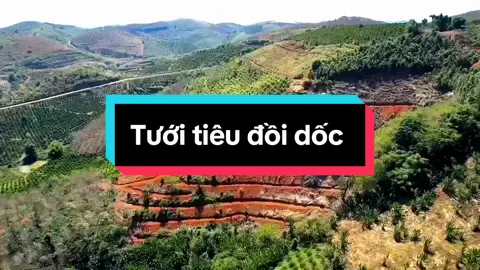 Khó khăn và giải pháp tưới tiêu hiệu quả trên địa hình đồi dốc Địa hình đồi dốc tiềm ẩn nhiều thách thức trong việc trồng trọt và tưới tiêu, bao gồm: * **Địa hình hiểm trở:** Gây khó khăn trong di chuyển, vận chuyển và lắp đặt hệ thống tưới. * **Chăm sóc tốn sức:** Công việc đồng áng trở nên vất vả hơn do độ dốc. * **Tưới nước không hiệu quả:** Nguồn nước không thuận lợi, tưới tay mất thời gian, không phải béc tưới nào cũng phù hợp, dễ gây xói mòn đất. Để khắc phục, bà con nông dân có thể áp dụng các giải pháp sau: 1. **Quy hoạch và cải tạo địa hình:** Chia thành bậc thang, xây dựng đường mòn, trồng cây che phủ để giảm độ dốc và xói mòn. 2. **Lựa chọn béc tưới phù hợp:** Sử dụng béc chuyên dụng cho đồi dốc, điều chỉnh góc phun và lưu lượng nước, lắp đặt đúng khoảng cách và độ cao. 3. **Lắp đặt hệ thống đường ống đúng cách:** Thiết kế phù hợp địa hình, đảm bảo áp lực nước ổn định, sử dụng ống bền, lắp đặt van điều chỉnh. 4. **Chọn máy bơm phù hợp:** Công suất và cột áp phù hợp diện tích và độ cao, tiết kiệm điện, lắp đặt thuận tiện. **Lưu ý:** * Sử dụng hệ thống tưới tự động và kỹ thuật tưới nhỏ giọt để tiết kiệm nước và công sức. * Bón phân hợp lý, sử dụng phân chậm tan hoặc hữu cơ. * Thường xuyên kiểm tra và bảo trì hệ thống tưới. Với những giải pháp trên, bà con nông dân có thể vượt qua khó khăn và đạt hiệu quả cao trong việc trồng trọt trên địa hình đồi dốc. #TRIAGRI #annonggialai #tuoicaychuyennghiep  