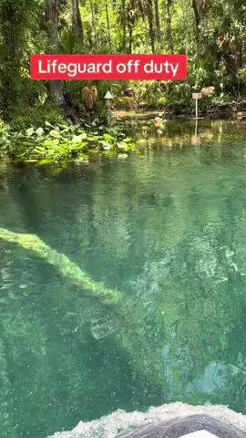 Best swimming hole in Florida Did you see the gator? #oursecret #swimminghole #springs #florida #bigalligator #hiddengator #oversized #gator #lurking 