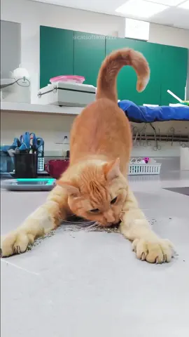 The end 🤣 episode 296 #funny #funnyvideos #cat #catsoftiktok #pet #fyp #foryou #funnycat #🤣🤣🤣 #😂 #kitten #kittensoftiktok 