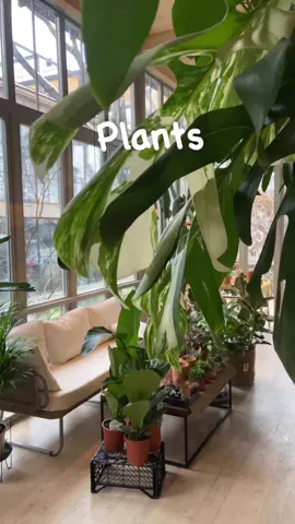 Follow for more holistic interior design content 🌿#holisticdesigner #holisticinteriordesign #blackinteriordesigner #healinghome #transformyourhome 