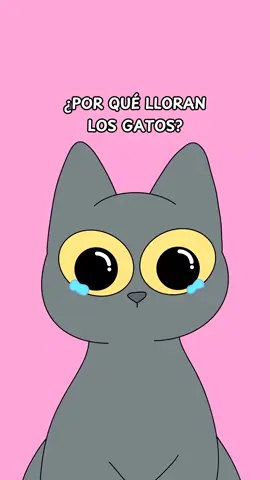 ¿Alguna vez viste a tu michi llorar? 😭 . #catlover #gatosentiktok #catlovers #gatodeldia #vidadegato #amolosgatos #amomisgatos #amorgatuno #gatosnegros #gatospersas #memesdegatos #gatosmedellin #gatostiernos #gatosbebes #gatostiktok #amordegatos #lalocadelosgatos #gatosdebuenosaires #amantesdegatos #gatosdetiktok #gatosdelmundo #gatoslindos #gatosfelices #gatosfofos #tiktokgatos #gatosgraciosos #gatoschilenos #gatoscolombia #gatosdivertidos #cosadegatos 