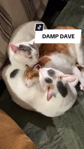 Replying to @lampreyrave now you all know the truth… Dave is a soggy boy #davethecat #orangcat #catfamily 