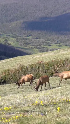 Bull elk on the alpine tundra in the Rocky Mountain National Park. . . . #bullelk #elk #alpinetundra #tundra #foryou #fyp #colorado #coloradowildlife #rmnp #rockymountainnationalpark 