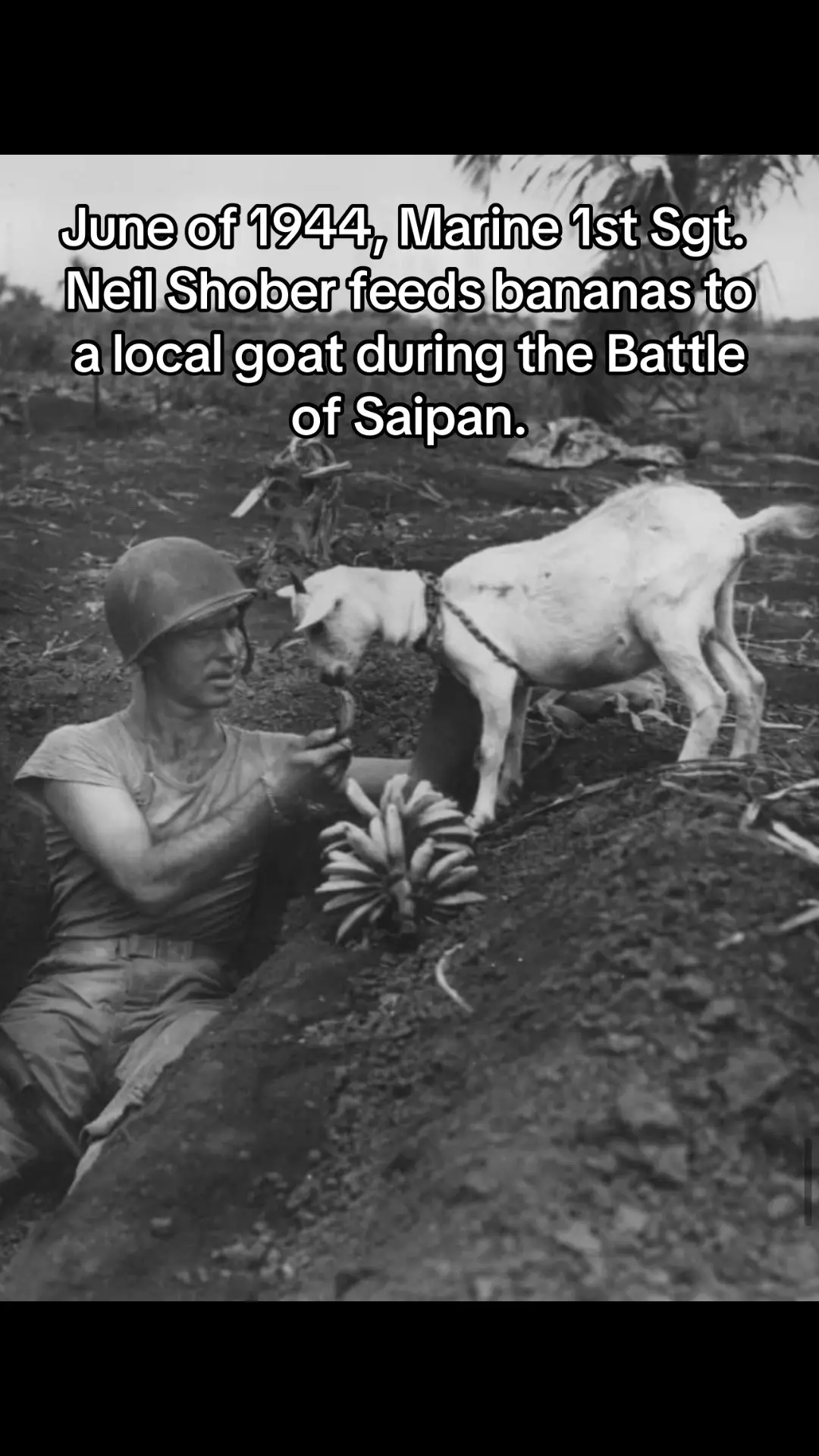 June of 1944, Marine 1st Sgt. Neil Shober feeds bananas to a local goat during the Battle of Saipan. . . . . . #fyp #fypシ #foryou #foryoupage #miltok #military #army #navy #airforce #marinecorps #usmarines #marine #coastguard #spaceforce #soldier #kagandunlap 