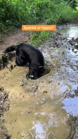 Does your dog do this?!?! And yes, we did have to get in the car…….. #workingcockerspaniel #mudbath #doginmud #muddydog #dogwalking #spaniel #blackdog 