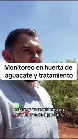 El ingeniero Cristian compartiendonos su trabajo de monitoreo y asesoramiento en esta huerta de aguacate 😎🥑 aguantando este calor extremo para que no muera la producció! #agronomia #agricultura #agronegocio #agriculturajalisco #huertasdeaguacate #monitoreoagricola #informacionagricola #agriculturaprofesional 