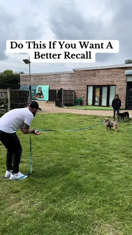 Do This If You Want A Better Recall #dogs #DogTraining #bulldog 