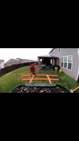Bird watching! #fypシ゚viral #bird #birds #birdsoftiktok #birdwatching #genx 