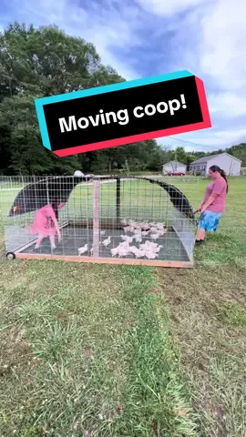 How do we teach our chicks to move with the tractor? We have one of our 