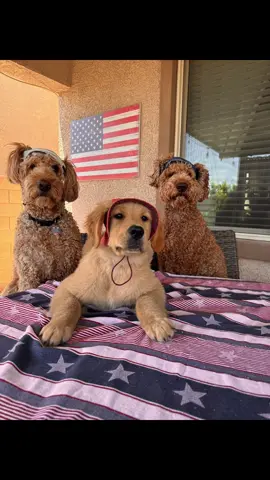 Taking on a new career path as treato testers 🐾🍗 @wootsy_treats amazon link here! https://a.co/d/0eKmTCfj