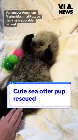The Vancouver Aquarium Marine Mammal Rescue is taking care of a cute sea otter pup. #seaotter #marinemammalrescue #vancouver #vancouveraquarium #vancouverbc #otter #ottersoftiktok @Marine Mammal Rescue 