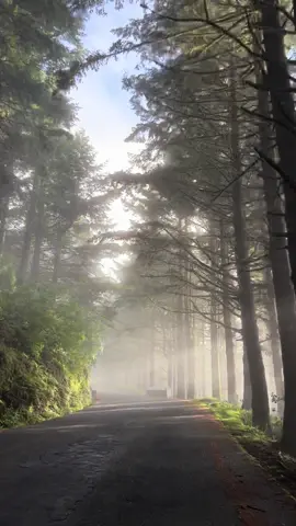 Driving in Madeira is like… Discover the enchanting forest of Poiso, where thick fog wraps around tall, slender pine trees 🌲✨. It feels like stepping into another world, filled with magic and mystery. Perfect for a peaceful escape or a captivating photo adventure. Would you visit this foggy wonderland? 😍✨ 👉🏼💡Check out my interactive guide + map of Madeira 🗺️ for more incredible and unique places! 🔗 Link in bio 🌍 #M#MadeiraP#PoisoM#MysticalForestD#DiscoverMadeiraE#ExploreNatureV#VisitMadeiraF#ForestMagicF#FoggyForestT#TravelPortugalE#EnchantedForestN#NaturePhotographyT#TravelMadeiraW#WanderlustH#HiddenGemsT#TravelGuideI#InteractiveMapM#MadeiraGuide