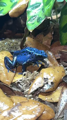 Dart Frogs Eating🐸#poisondartfrog #dartfrog #frog #frogs #amphibian #reptileroom #animals #pets #fyp