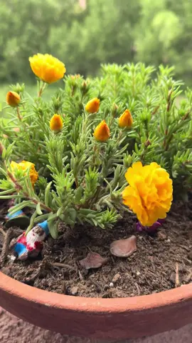 Love my balcony and the peace it brings me. #plantsoftiktok #planttok🌱 #plantmomaesthetic #portulaca #jade #lavender #waterfountain #fountainofyouth #cactus #fyp #bloom 