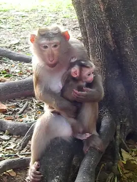 What happening? Mom Julie hold baby Jenifer with nervous face 😰 😬  #animals #monkeyvideo #lovely #monkeymovie #animalsbaby #monkeyface #monkeydluffy #monkey #babymonkey #beautiful 