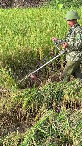 Cắt lúa bằng máy cắt cỏ#vùngcao #maygatluamini 