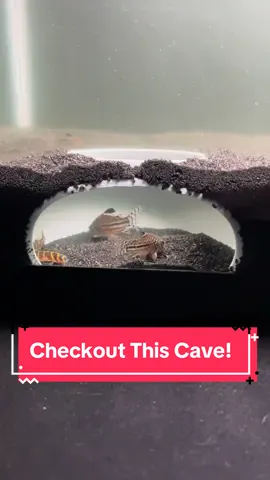Checkout us putting in this aquarium cave! It is super fun to watch fish through the window! - #aquarium #aquariumfish #aquariumhobby #aquariumsoftiktok #fishtank #fishtanklife #fishtanksoftiktok #fishtankdecor #corydoras #kuhliloach #aquascape 