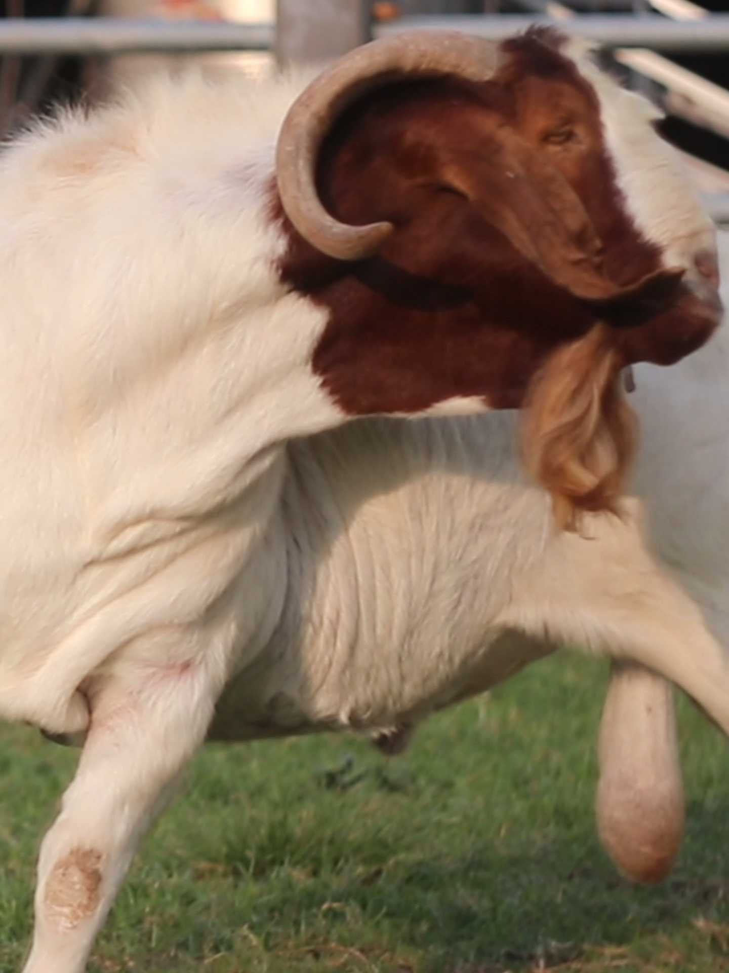 The special Boer Goat #Boer #boergoats