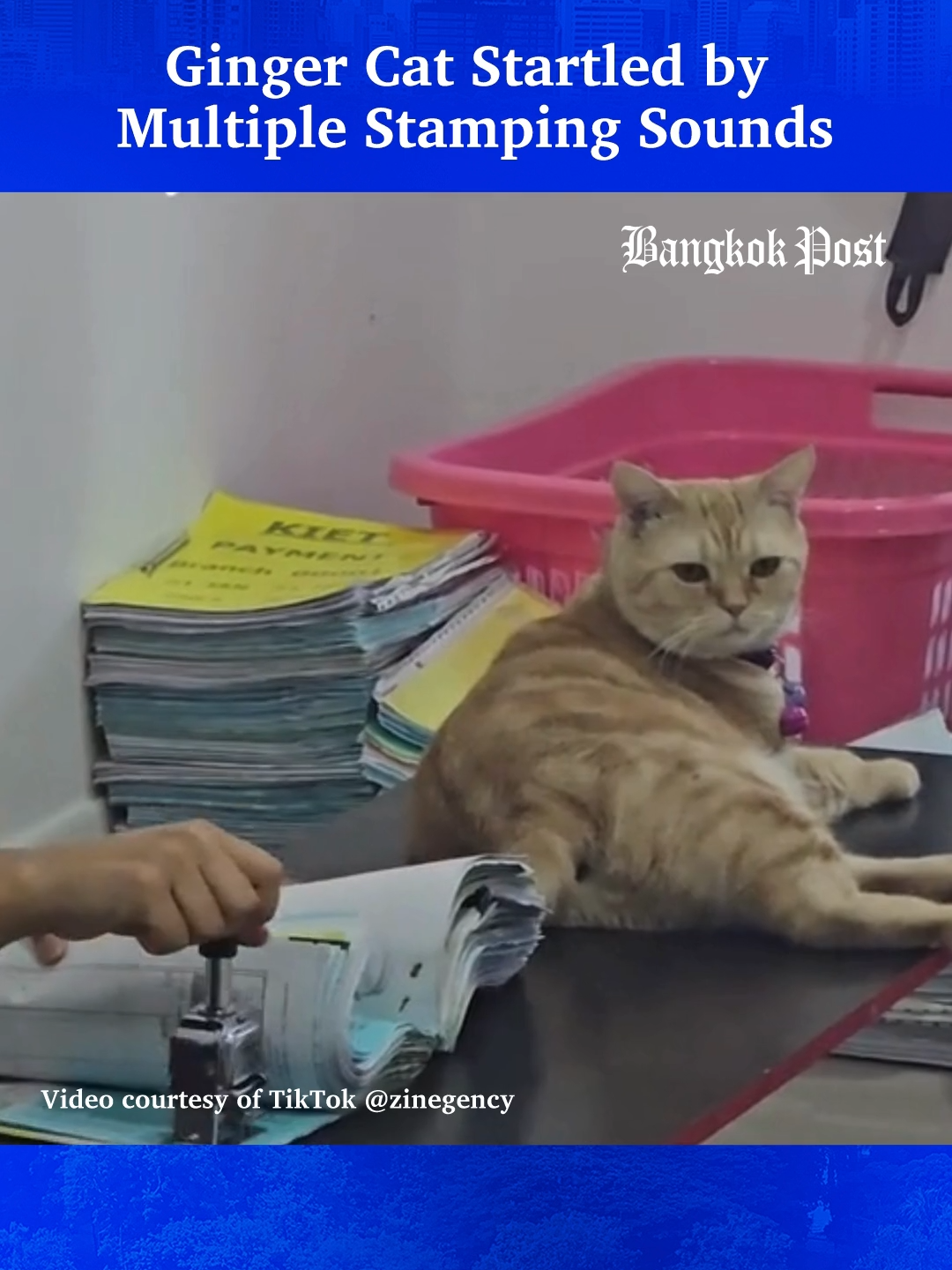 A TikTok user shared a video clip of a funny moment where her ginger cat got frightened by the stamp sound every time it occurred, but still, it remained at the same spot, making netizens laugh with affection. #gingercat #cat #cute ##ทาสแมว #แมวส้ม #catsoftiktok #catlovers #catlover #สัตว์เลี้ยงtiktok #สัตว์โลกน่ารัก #สัตว์เลี้ยงแสนรัก #ข่าวtiktok