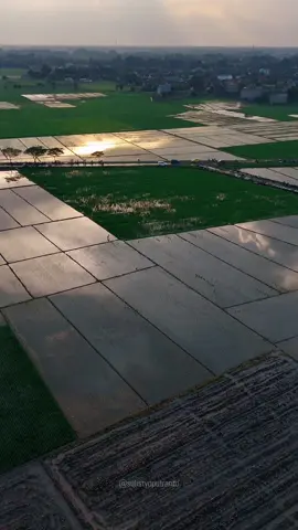 View golden hour dan mewah (mepet sawah) bareng @segeran sore 🌾 #latepost #dronevideo #droneview #djindonesia #explorelampung #goldenhour #exploreindonesia #fyp #seputarkotametro 