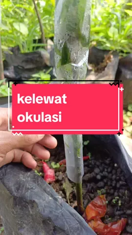 hasil okulasi kelewat 4 minggu. bibit alpukat. #FYF #okulasitanaman 