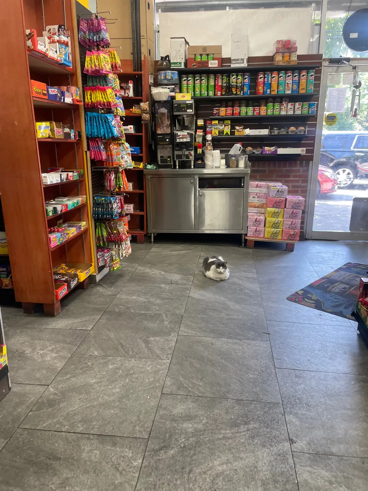 #fyp #foryou #foryoupage #cat #bodegacat #loaf #kitty #catdistributionsystem #nyc #bodega #brooklyn 